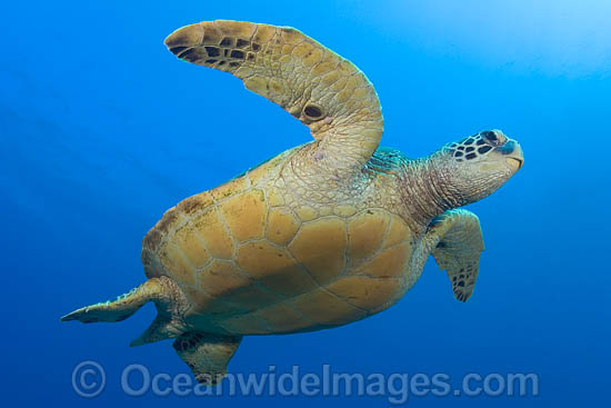 Green Sea Turtle photo Green Sea Turtle photo