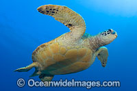 Green Sea Turtle Photo - David Fleetham