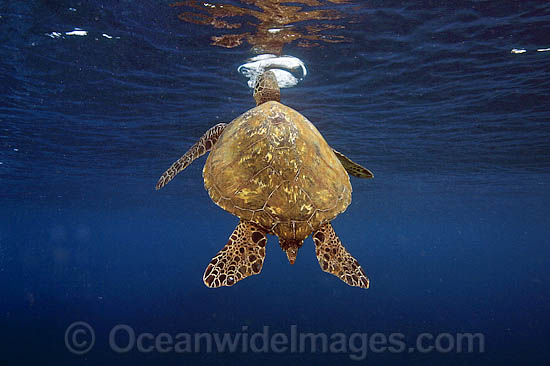 Green Sea Turtle breathing at surface photo