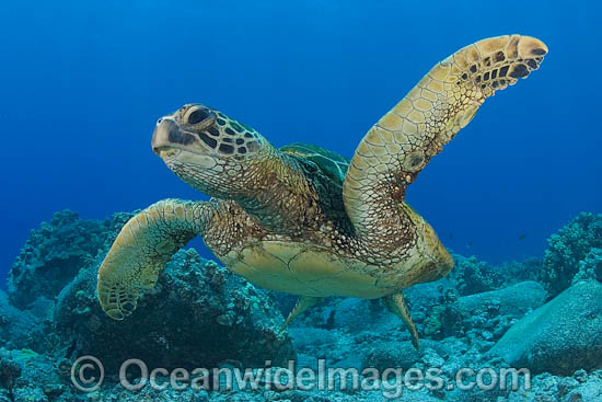 Green Sea Turtle photo Green Sea Turtle photo