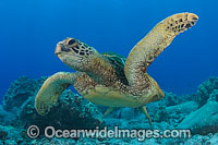 Green Sea Turtle Photo - David Fleetham