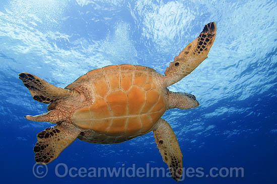 Green Sea Turtle photo Green Sea Turtle photo