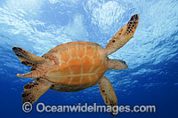 Green Sea Turtle Photo - David Fleetham