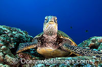 Green Sea Turtle Photo - David Fleetham