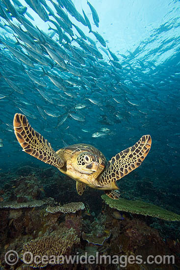 Green Sea Turtle and Fish photo Green Sea Turtle and Fish photo
