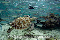 Green Sea Turtle and Jacks Photo - David Fleetham