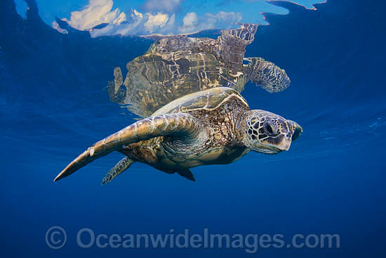 Green Sea Turtle photo Green Sea Turtle photo
