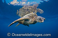 Green Sea Turtle Photo - David Fleetham