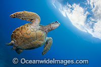Green Sea Turtle Photo - David Fleetham