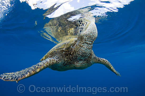 Green Sea Turtle breathing at surface photo Green Sea Turtle breathing at surface photo