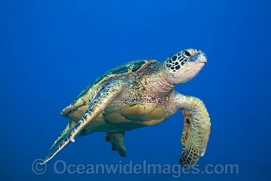 Green Sea Turtle photo Green Sea Turtle photo