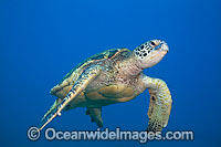 Green Sea Turtle Photo - David Fleetham