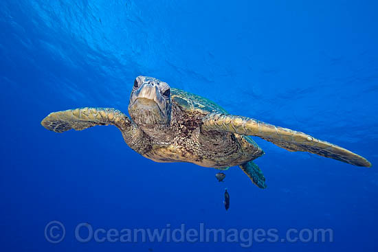 Green Sea Turtle photo