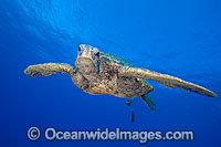 Green Sea Turtle Photo - David Fleetham