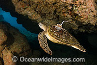 Green Sea Turtle satelite transmitter Photo - David Fleetham