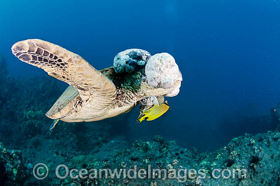Green Sea Turtle with tumors photo Green Sea Turtle with tumors photo