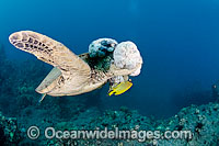 Green Sea Turtle with tumors Photo - David Fleetham
