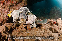 Green Sea Turtle with tumors Photo - David Fleetham