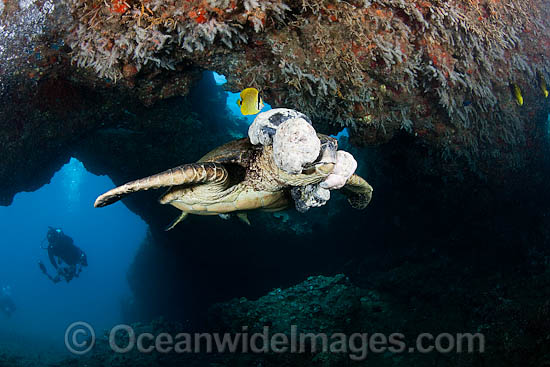 Green Sea Turtle with tumors photo Green Sea Turtle with tumors photo
