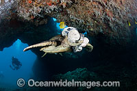 Green Sea Turtle with tumors Photo - David Fleetham