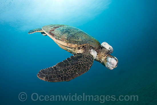 Green Sea Turtle with tumors photo Green Sea Turtle with tumors photo