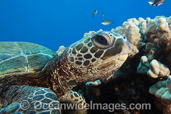 Green Sea Turtle photo Green Sea Turtle photo