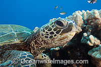Green Sea Turtle Photo - David Fleetham