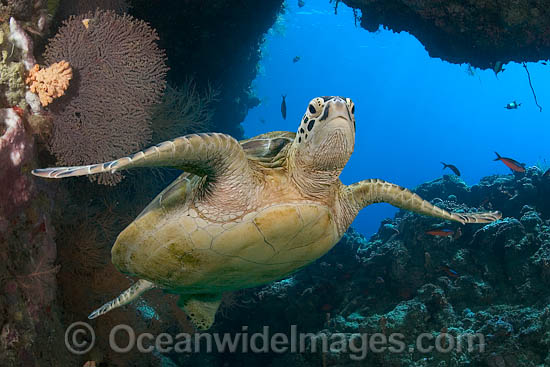 Green Sea Turtle photo Green Sea Turtle photo