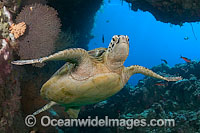 Green Sea Turtle Photo - David Fleetham