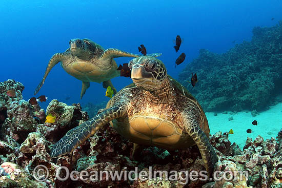 Green Sea Turtle Hawaii photo Green Sea Turtle Hawaii photo