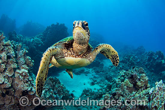 Green Sea Turtle photo Green Sea Turtle photo