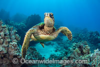 Green Sea Turtle Photo - David Fleetham