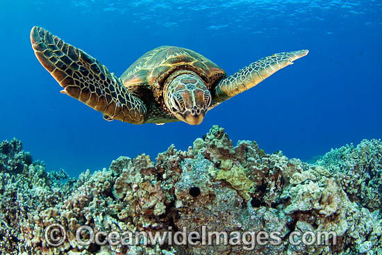 Green Sea Turtle photo Green Sea Turtle photo