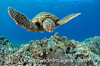 Green Sea Turtle Photo - David Fleetham
