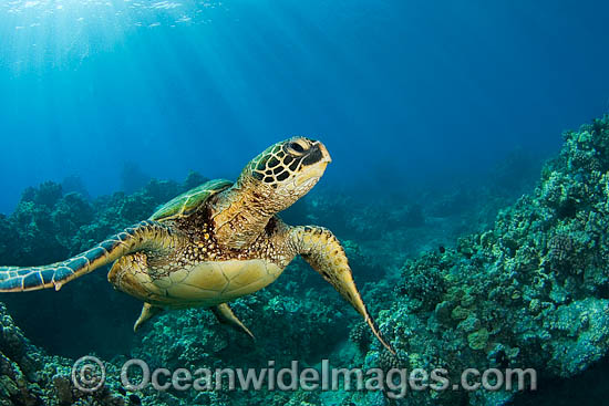 Green Sea Turtle photo Green Sea Turtle photo