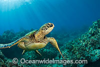 Green Sea Turtle Photo - David Fleetham