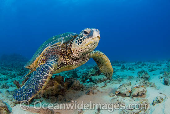 Green Sea Turtle photo Green Sea Turtle photo