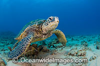 Green Sea Turtle Photo - David Fleetham