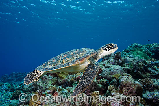 Green Sea Turtle photo Green Sea Turtle photo