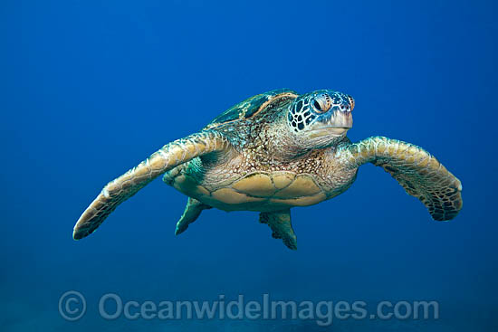 Green Sea Turtle photo Green Sea Turtle photo