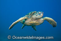 Green Sea Turtle Photo - David Fleetham