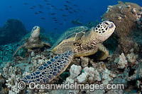 Green Sea Turtles Photo - David Fleetham