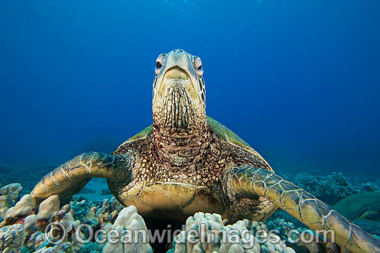 Green Sea Turtle photo Green Sea Turtle photo