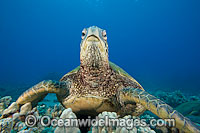 Green Sea Turtle Photo - David Fleetham