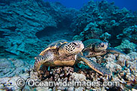 Green Sea Turtles Photo - David Fleetham