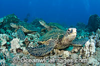 Green Sea Turtles Photo - David Fleetham