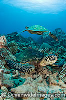 Green Sea Turtles Photo - David Fleetham