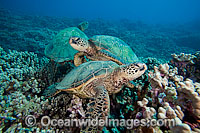 Green Sea Turtles Photo - David Fleetham
