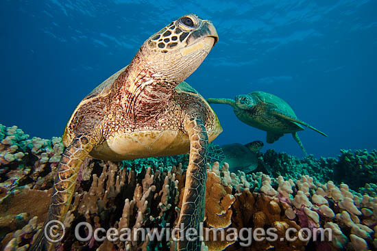 Green Sea Turtles photo Green Sea Turtles photo