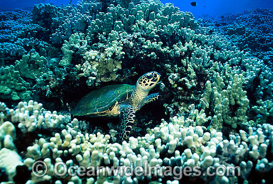 Hawksbill Sea Turtle photo Hawksbill Sea Turtle photo